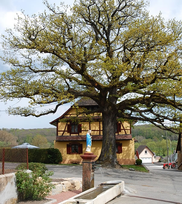 Le grand chêne de Saint Ulrich